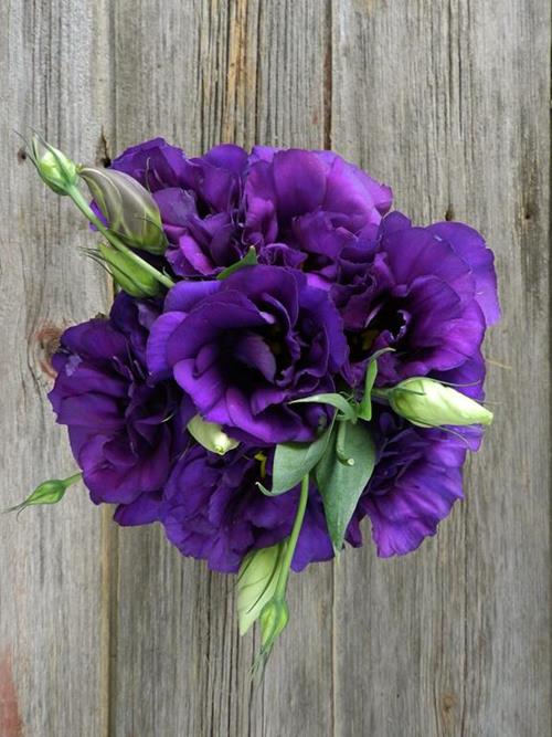 PURPLE LISIANTHUS